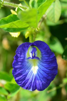 Purple flowers of Butterfly Pea. (Clitoria ternatea)