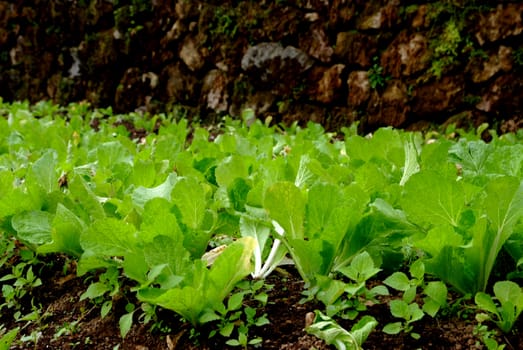 Vegetable farming