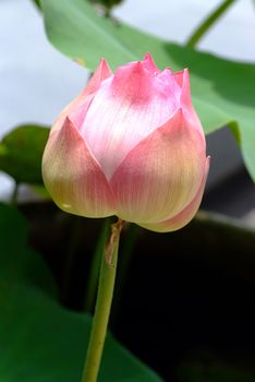 Lotus flower, rare flower. Ancient flower. Symbol of purity. Symbol of Buddhism, Nelumbo, Lotus orehonosny, Species listed in the Red book, Nelumbo nucifera, a Plant in of Asia and Orient