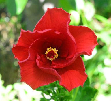 Red hibiscus, Hibiscus Schizopetalus or Coral Hibiscus Flower, on tree. ** Note: Shallow depth of field