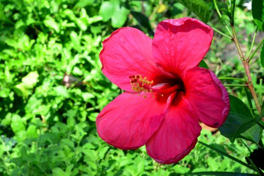 Red hibiscus, Hibiscus Schizopetalus or Coral Hibiscus Flower, on tree. ** Note: Shallow depth of field