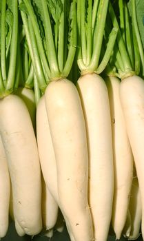 fresh radishes in market