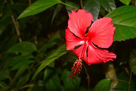 Red hibiscus, Hibiscus Schizopetalus or Coral Hibiscus Flower, on tree. ** Note: Shallow depth of field