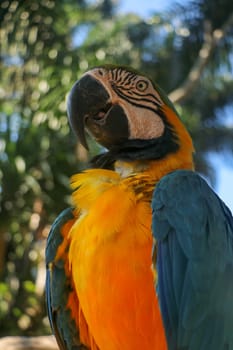 Close up portrait of blue and yellow macaw at Bali Bird Park ZOO. Blue-yellow macaw parrot portrait. Macro portrait of a beautiful Ara Ararauna. Exotic travel concept background Blue-and-Gold Macaw.