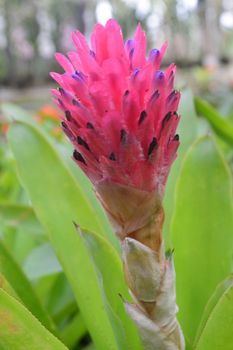 Bromeliad (Aechmea fasciata)