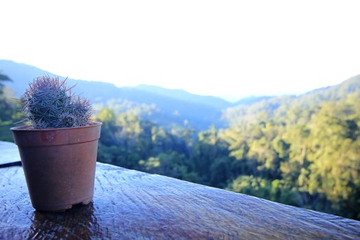 Cactus is placed on a wooden balcony.