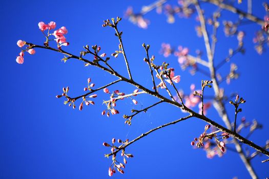 Prunus cerasoides are blooming There is a clear sky on the back.