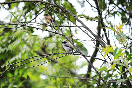 A small bird on the branch in the forest