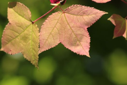 Maple leaves and sky at daytime in nature