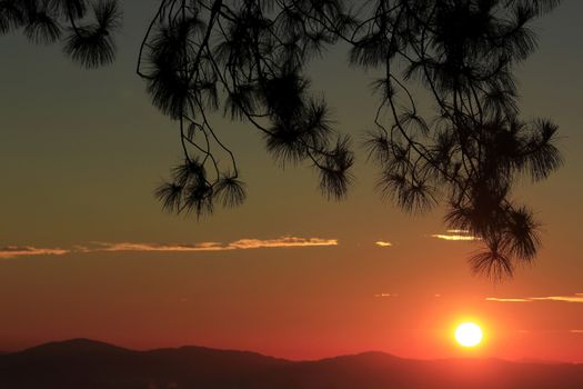 Sunrise silhouettes pine. and sun