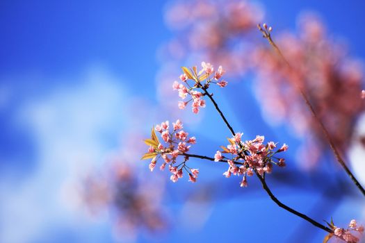 Prunus cerasoides are blooming There is a clear sky on the back.