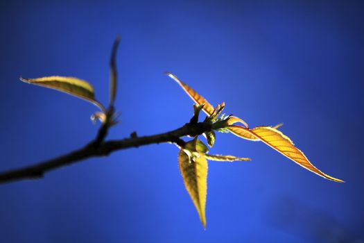 Leaves against the sky on background