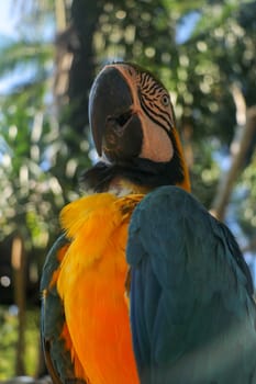 Close up portrait of blue and yellow macaw at Bali Bird Park ZOO. Blue-yellow macaw parrot portrait. Macro portrait of a beautiful Ara Ararauna. Exotic travel concept background Blue-and-Gold Macaw.