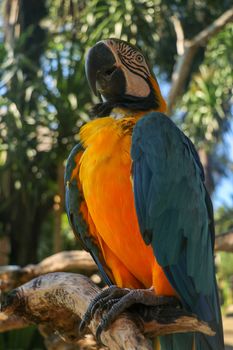 Beautiful colorful Ara Ararauna sitting on dry branch at Bali bird park zoo. Blue-and-yellow macaw or Blue-and-gold macaw with green flower in its beak. One of the most famous parrots of the world.