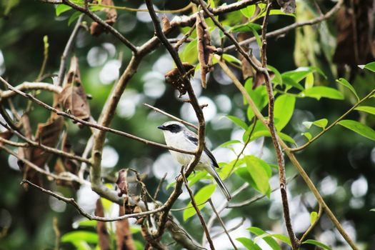 A small bird on the branch in the forest