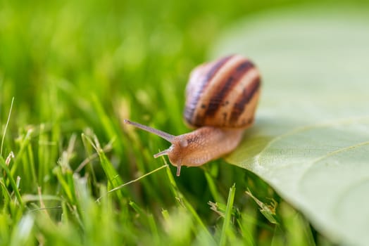 Lovely snail in grass with morning dew, macro, soft focus.