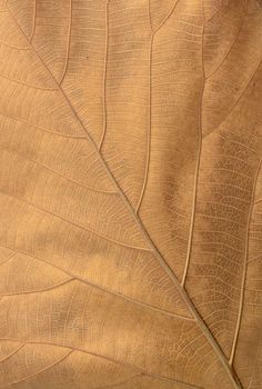 dry brown leaf texture