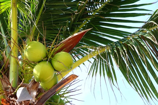 coconut on the tree