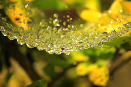 Water droplets on a spider's webs in nature