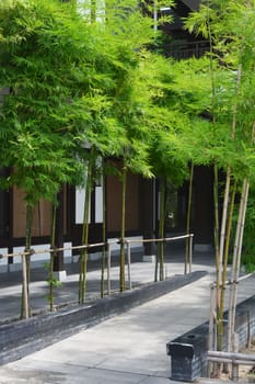 bamboo tree on sidewalk