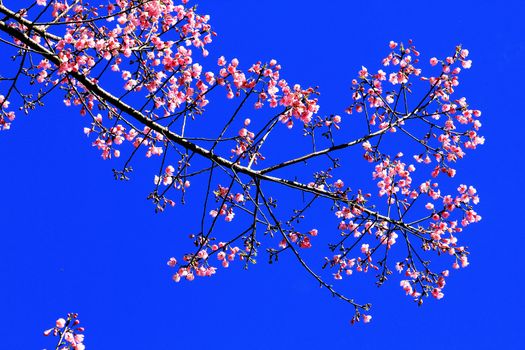 Prunus cerasoides are blooming There is a clear sky on the back.