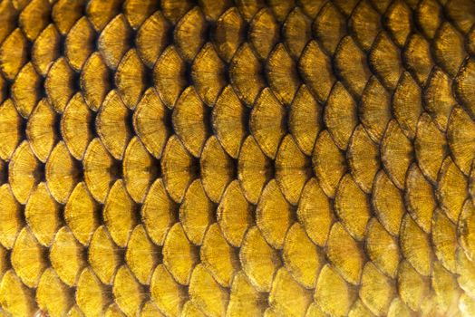 Big wild carp fish pattern textured skin scales macro view. Photo golden scaly textured pattern. Selective focus, shallow depth field.