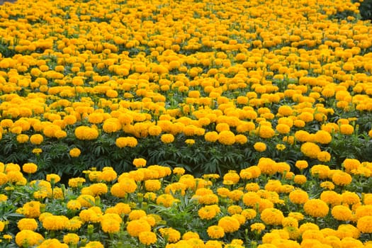 marigolds flowers