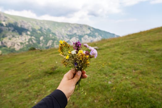 A small bouquet of mountain flowers in a woman's hand on a green blurred background.