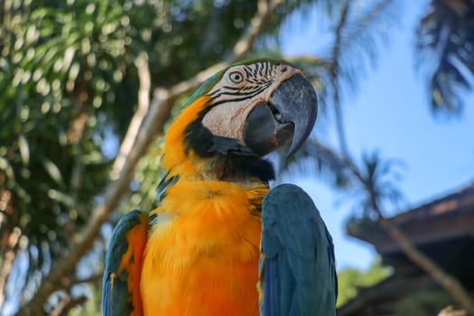 Close up portrait of blue and yellow macaw at Bali Bird Park ZOO. Blue-yellow macaw parrot portrait. Macro portrait of a beautiful Ara Ararauna. Exotic travel concept background Blue-and-Gold Macaw.