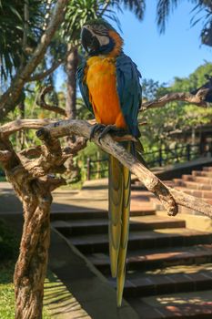 Beautiful colourful Ara Ararauna over tropical background. Blue-and-yellow macaw at Bali bird park ZOO. Blue-and-gold macaw, bird of Psittacidae family. One of the most famous parrots of the world.