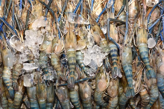 Fresh shrimp at the market for sell