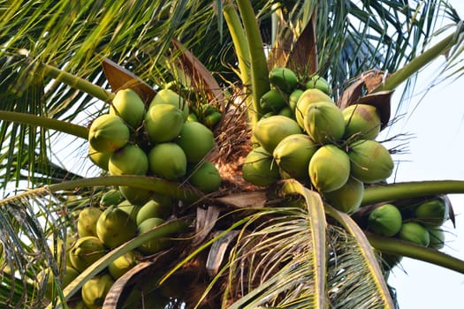 coconut on the tree