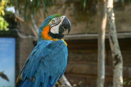 Close up portrait of blue and yellow macaw at Bali Bird Park ZOO. Blue-yellow macaw parrot portrait. Macro portrait of a beautiful Ara Ararauna. Exotic travel concept background Blue-and-Gold Macaw.