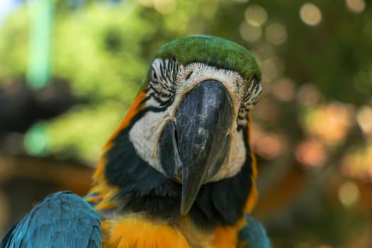 Close up portrait of blue and yellow macaw at Bali Bird Park ZOO. Blue-yellow macaw parrot portrait. Macro portrait of a beautiful Ara Ararauna. Exotic travel concept background Blue-and-Gold Macaw.