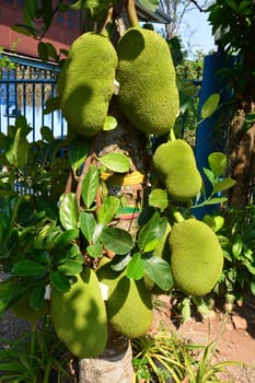 The Jackfruit Tree (Artocarpus heterophyllus)