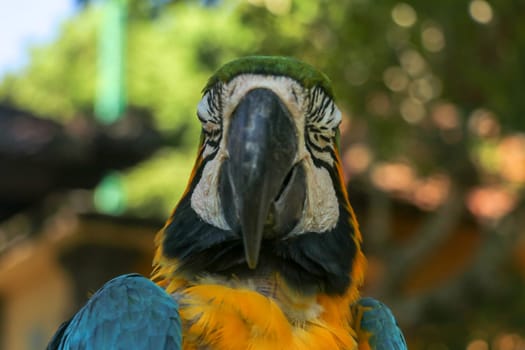 Close up portrait of blue and yellow macaw at Bali Bird Park ZOO. Blue-yellow macaw parrot portrait. Macro portrait of a beautiful Ara Ararauna. Exotic travel concept background Blue-and-Gold Macaw.