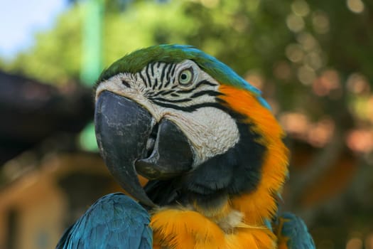 Close up portrait of blue and yellow macaw at Bali Bird Park ZOO. Blue-yellow macaw parrot portrait. Macro portrait of a beautiful Ara Ararauna. Exotic travel concept background Blue-and-Gold Macaw.