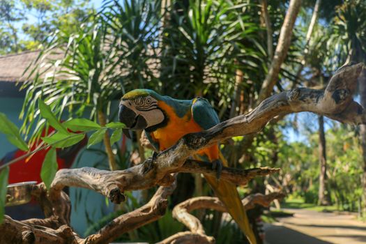 Beautiful colorful Ara Ararauna sitting on dry branch at Bali bird park zoo. Blue-and-yellow macaw or Blue-and-gold macaw with green flower in its beak. One of the most famous parrots of the world.