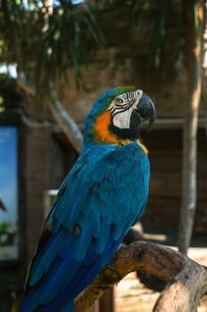 Close up portrait of blue and yellow macaw at Bali Bird Park ZOO. Blue-yellow macaw parrot portrait. Macro portrait of a beautiful Ara Ararauna. Exotic travel concept background Blue-and-Gold Macaw.