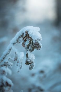 Dry plant covered with snow on a frosty winter day in the outdoor.