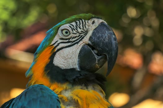 Close up portrait of blue and yellow macaw at Bali Bird Park ZOO. Blue-yellow macaw parrot portrait. Macro portrait of a beautiful Ara Ararauna. Exotic travel concept background Blue-and-Gold Macaw.