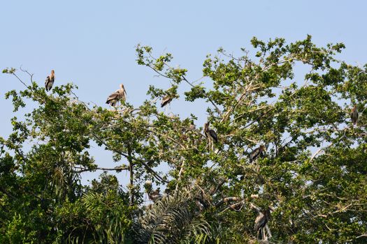 Painted stork on a tree