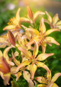 Flowers of orange lilies in summer garden