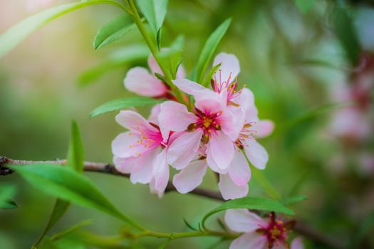 Flowering pink almond close up