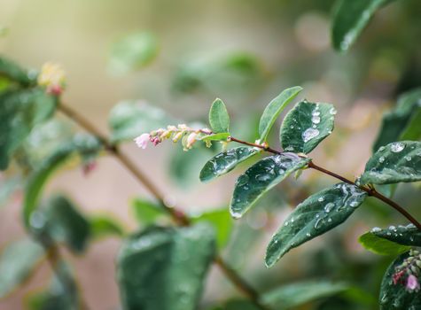 Snowberry in drops of water after a rain in a sunny day close up on a blurred background.