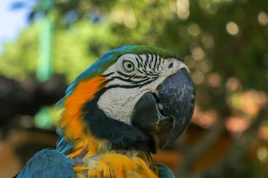 Close up portrait of blue and yellow macaw at Bali Bird Park ZOO. Blue-yellow macaw parrot portrait. Macro portrait of a beautiful Ara Ararauna. Exotic travel concept background Blue-and-Gold Macaw.