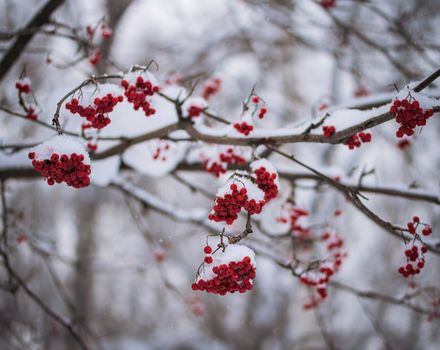 Snow-covered branches of red mountain ash on a cold winter day.
