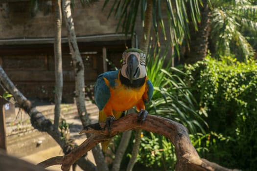 Close up portrait of blue and yellow macaw at Bali Bird Park ZOO. Blue-yellow macaw parrot portrait. Macro portrait of a beautiful Ara Ararauna. Exotic travel concept background Blue-and-Gold Macaw.
