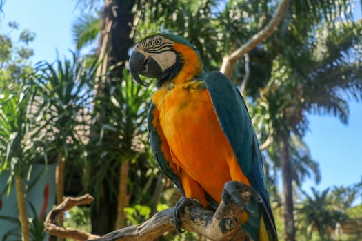 Close up portrait of blue and yellow macaw at Bali Bird Park ZOO. Blue-yellow macaw parrot portrait. Macro portrait of a beautiful Ara Ararauna. Exotic travel concept background Blue-and-Gold Macaw.