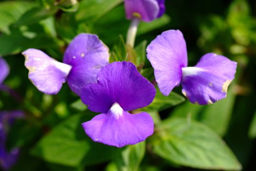 Blue Hawaii flower, Brazilian Snapdraon flower